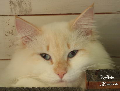Delicous Cat Lukian